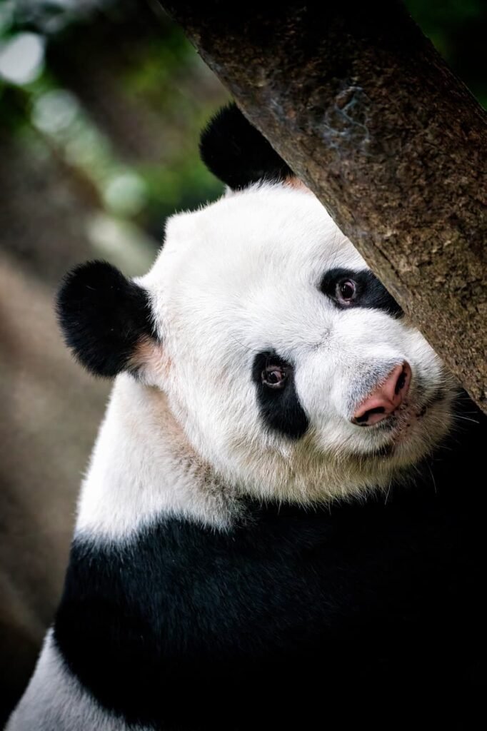 panda 6788793 1280 (1)