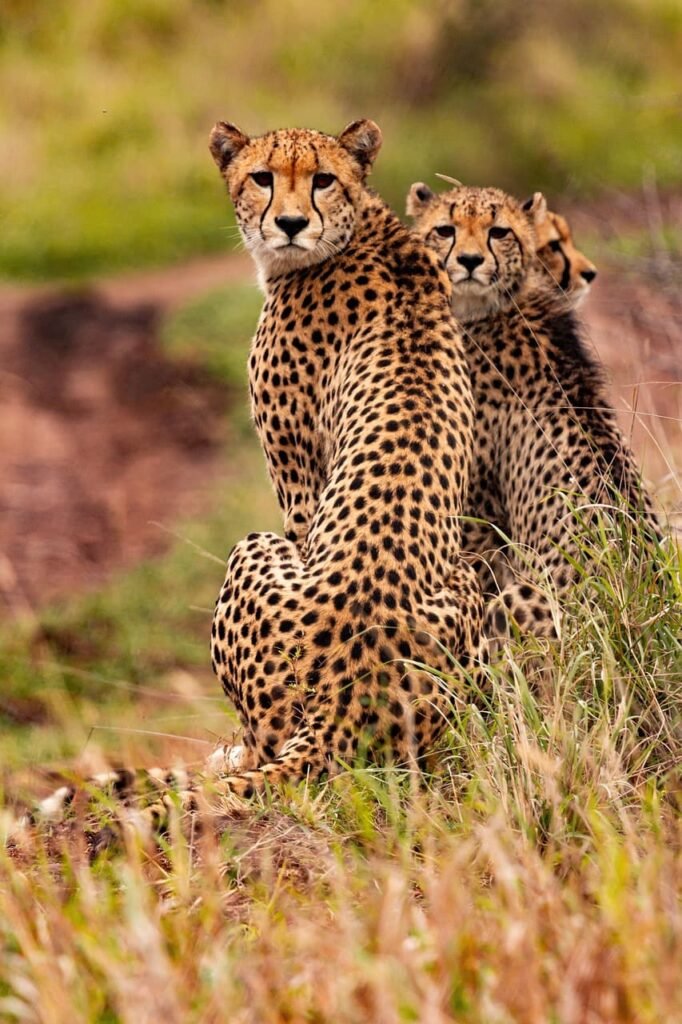 Africa - Medio Oriente cheetahs 5689873 1280 (1)