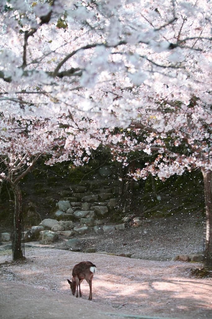 deer 4536354 1280 (1)